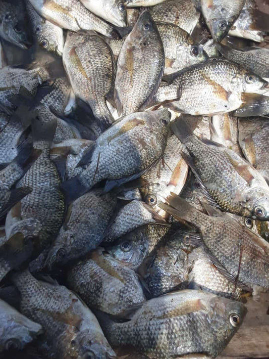 Frozen Tilapia (Ngege Mbichi)