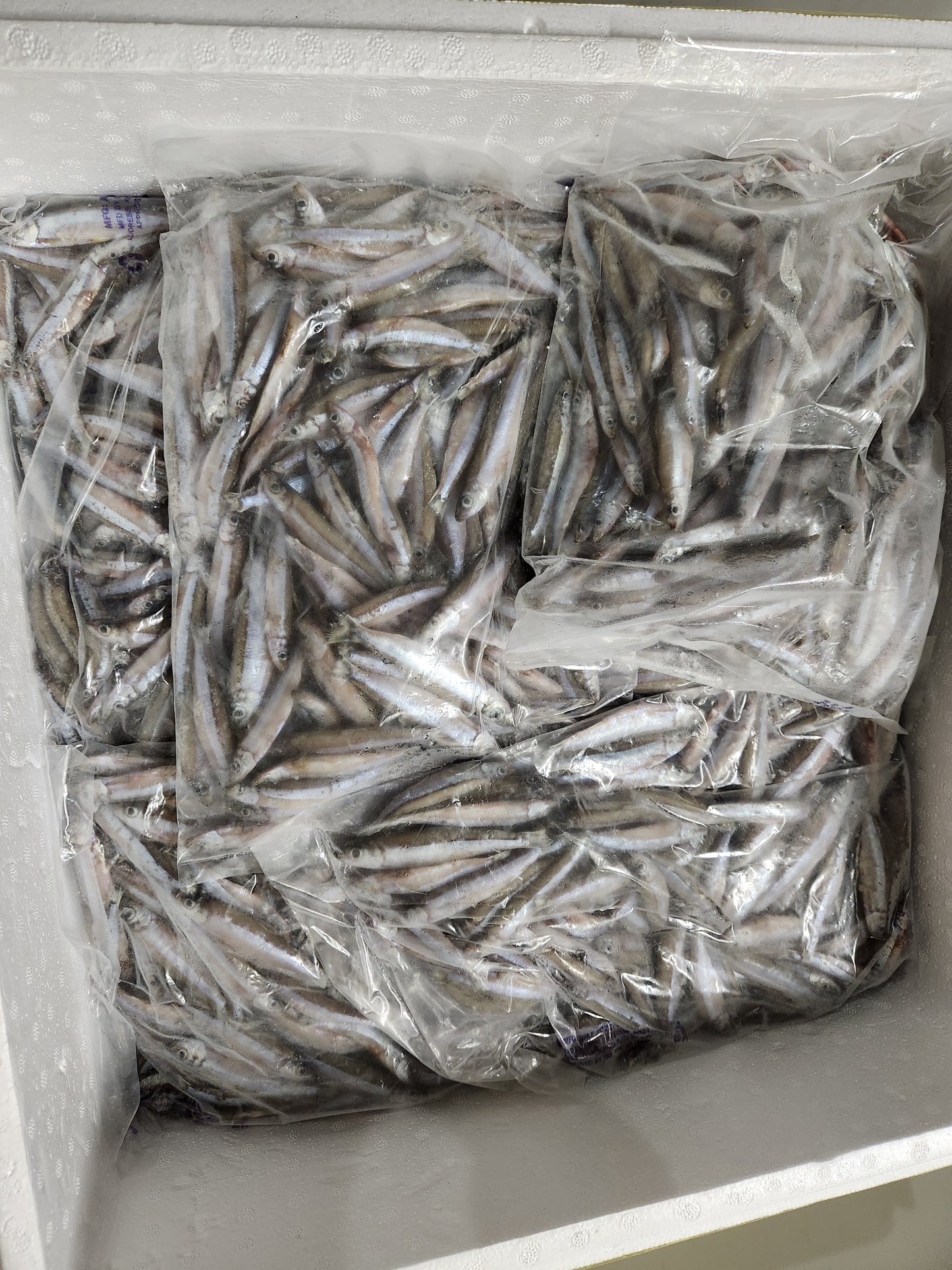 Frozen sardines (Dagaa Mbichi)